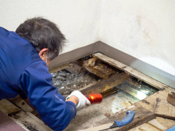 Best Certified Mold Removal  in Rio Verde, AZ