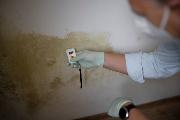 Best Commercial Mold Removal  in Rio Verde, AZ
