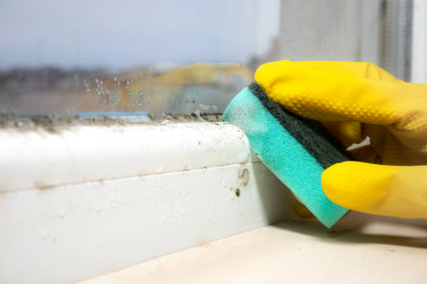 Attic Mold Removal in Rio Verde, AZ