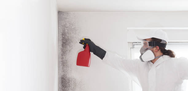 Best Local Mold Removal Service  in Rio Verde, AZ