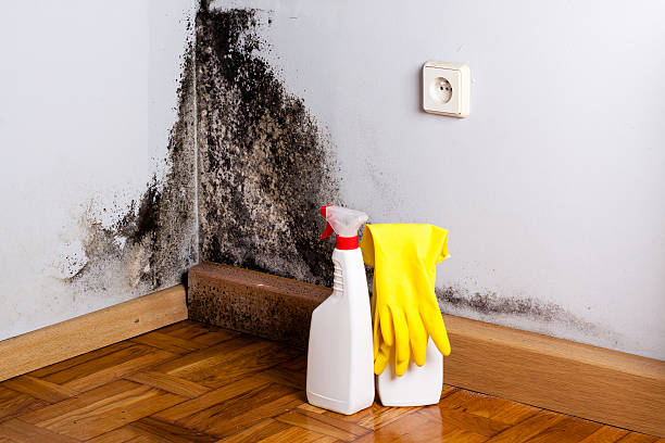 Best Emergency Mold Removal  in Rio Verde, AZ